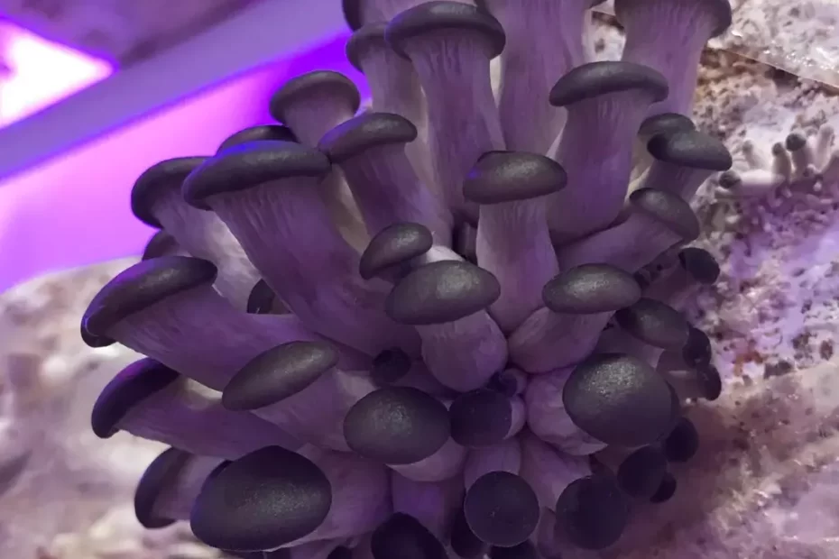 enigma mushroom
