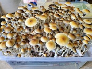 blue meanie mushroom, blue meanies mushroom, blue meanie mushrooms, blue meanies mushrooms