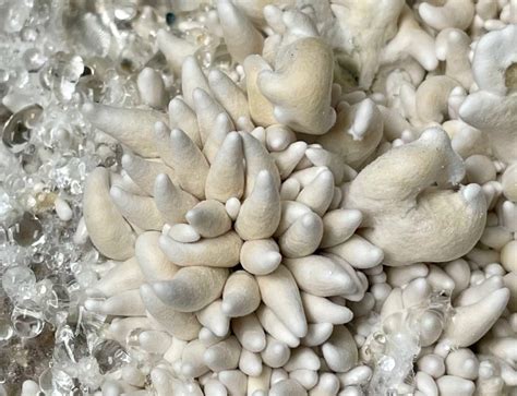 enigma mushroom, enigma mushroom strain, enigma mushrooms, enigma shrooms
