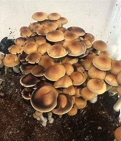 pe6 mushroom, pe6 mushrooms, pe6 mushroom strain, pe6 mushroom potency, penis envy 6 mushroom, penis envy 6 mushrooms, penis envy 6 mushroom strain
