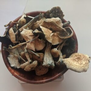 aa+ mushroon, aa+ mushrooms, aa+ mushroom strain, aa mushrooms