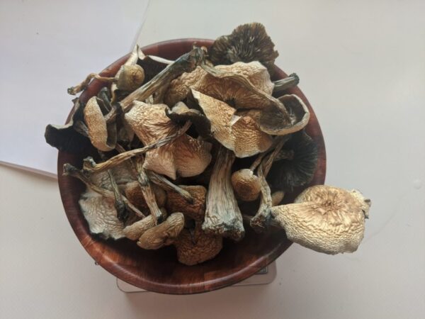 aa+ mushroon, aa+ mushrooms, aa+ mushroom strain, aa mushrooms